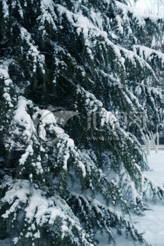 大雪压青松