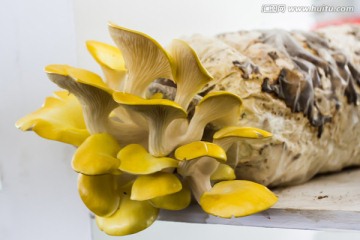 人工蘑菇