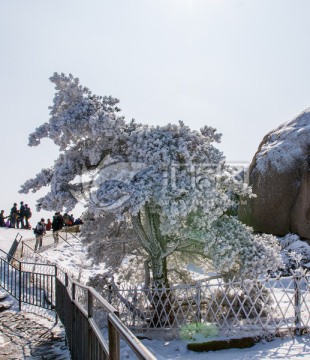 黄山松