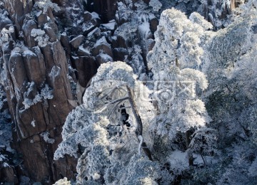 黄山雪松