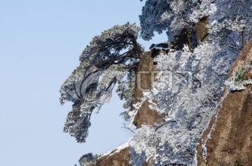 黄山雪松