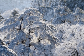 黄山松