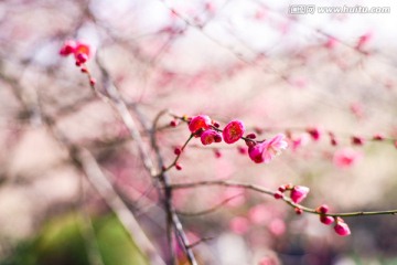 杭州植物园梅花