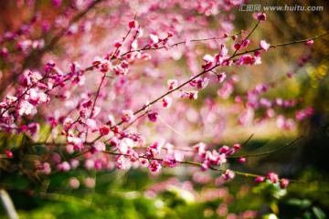 杭州植物园梅花