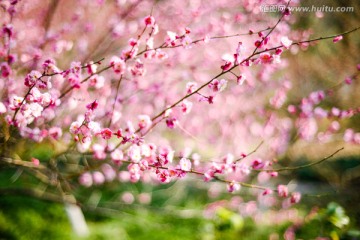 杭州植物园梅花