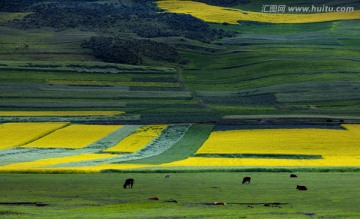 油菜花 青海门源风光