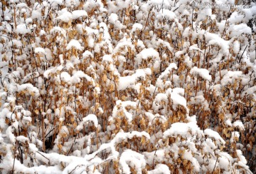 雪韵