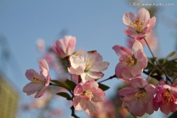 桃花 花卉 花朵 绽放 花蕊