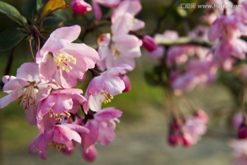 桃花 花卉 花朵 绽放 花蕊