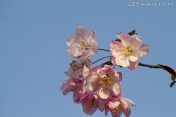 桃花 花卉 花朵 绽放 花蕊
