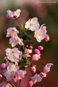 桃花 花卉 花朵 绽放 花蕊