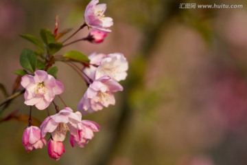 桃花 花卉 花朵 绽放 花蕊