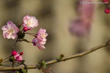 桃花 花卉 花朵 绽放 花蕊