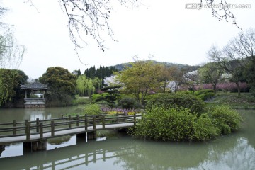 无锡鼋头渚风景区 鼋头渚 樱花