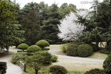 无锡鼋头渚风景区 鼋头渚 樱花