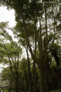 无锡鼋头渚风景区 鼋头渚 园林