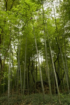 无锡鼋头渚风景区 鼋头渚 园林