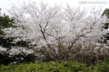 无锡鼋头渚风景区 鼋头渚 樱花