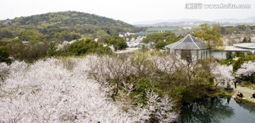 无锡鼋头渚风景区 鼋头渚 樱花