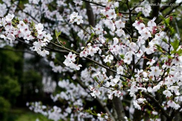 无锡鼋头渚风景区 鼋头渚 樱花