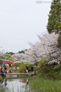 无锡鼋头渚风景区 鼋头渚 樱花