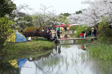 无锡鼋头渚风景区 鼋头渚 樱花