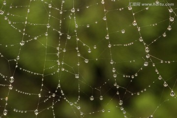 结满露水的蜘蛛网