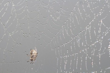 结满露水的蜘蛛网