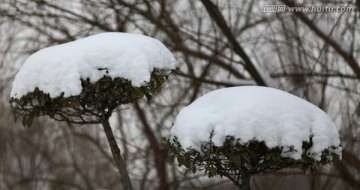树木上的两块积雪