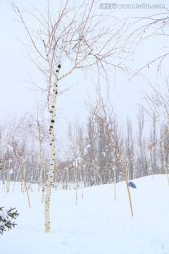 雪地白桦林