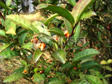 茶油树