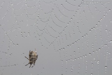 结满露水的蜘蛛网