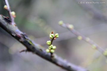 果子 花蕾