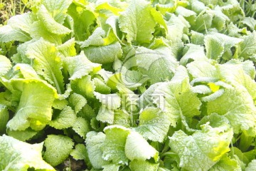 白菜 霜花 青菜 蔬菜 霜冻