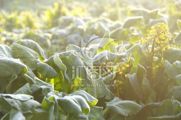 油菜 霜花 青菜 蔬菜 霜冻