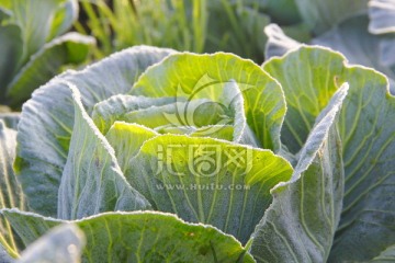 包菜 京包 霜花 霜冻