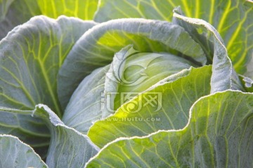 包菜 京包 霜花 霜冻