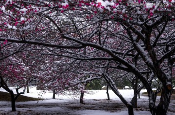 雪景梅花