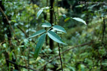 山林草木