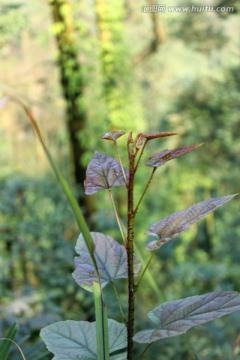 野生植物