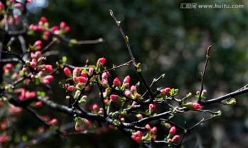 贴梗海棠
