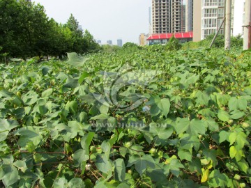 棉花地