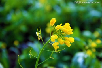 油菜花初放