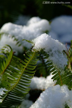 白雪