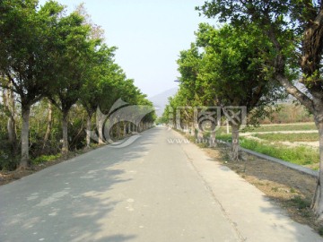 道路绿化