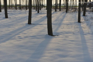 雪地密林