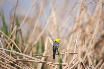 黄头鹡鸰 野鸟 黄色 湖泊