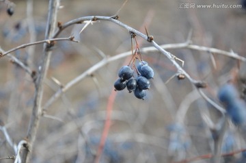 野果