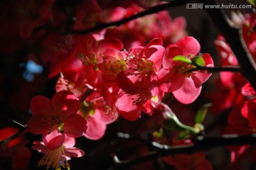 梅 梅花 花卉 花朵 花蕊