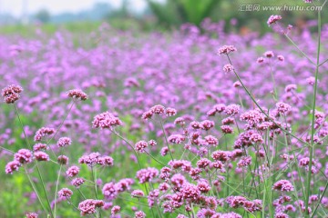 薰衣草